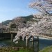 子供と楽しめる！京都の花見スポット５選